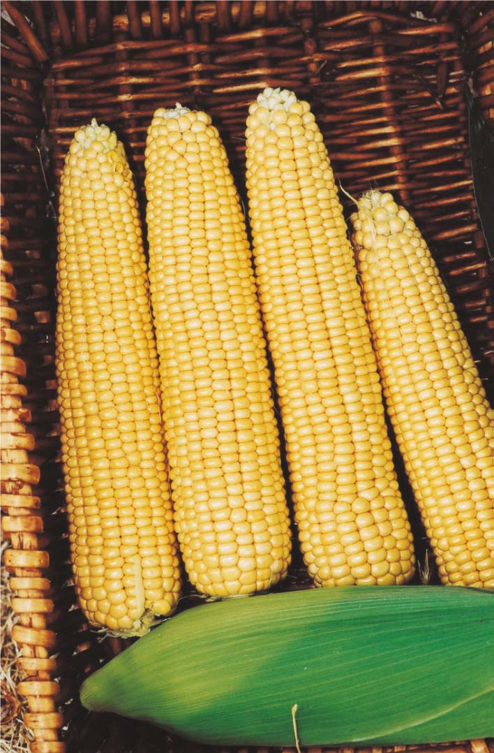 Кукуруза