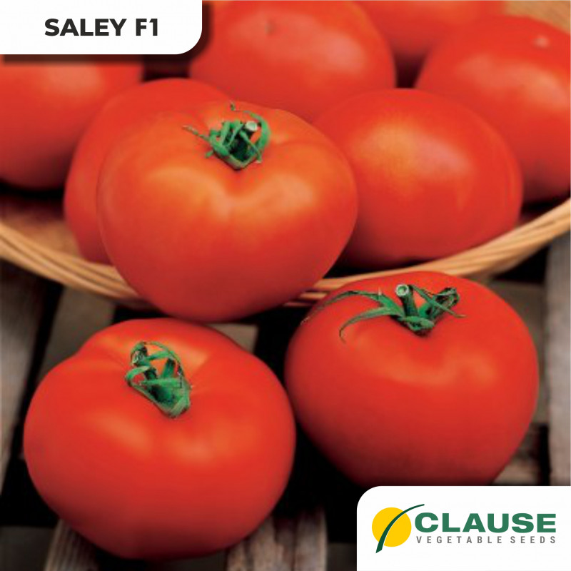 Saley F1