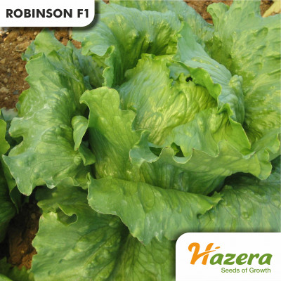 Robinson F1