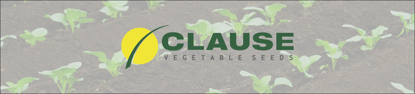 CLAUSE