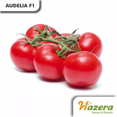 AUDELIA F1