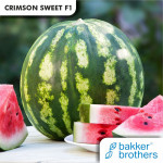 Сrimson Sweet