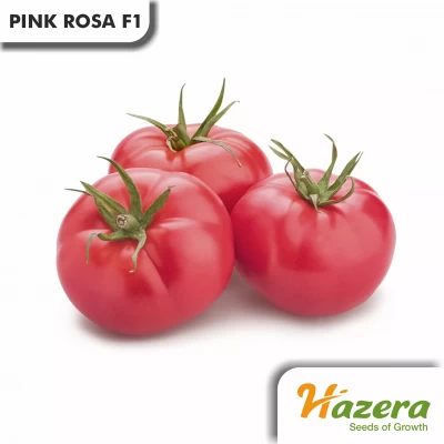 PINK ROSA F1